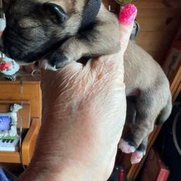 Figaro - Salt and pepper female Miniature Schnauzer puppy in Elk Grove, California from Meuser's Miniature Schnauzers