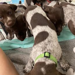 German Shorthaired Pointer Puppies from Jerri Ford