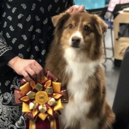 Australian Shepherds from Brynmar