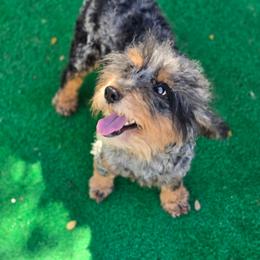 Rex - Merle male Goldendoodle puppy in Austin, Texas from Austin Doodles & Poodles