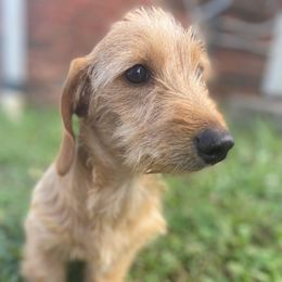 Ollie - Dachshund