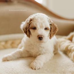 Chestnut - Parti female Goldendoodle puppy in Hiddenite, North Carolina from Rose and Reid Doodles