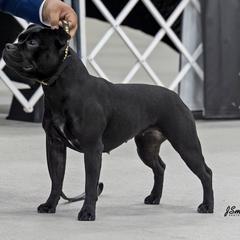Staffordshire Bull Terriers from GrimLock Staffords
