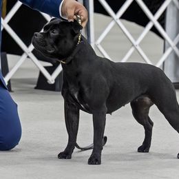 Staffordshire Bull Terriers from GrimLock Staffords