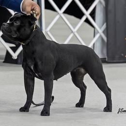 Staffordshire Bull Terriers from GrimLock Staffords