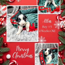 Australian Shepherd and Great Dane Puppies from AEW Farm