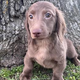 Moose - Chocolate male Dachshund puppy in Bentonville, Arkansas from T & D Dachshunds by design