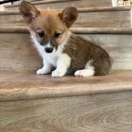 Diamond - Red female Pembroke Welsh Corgi puppy in Phelan, California from Desert Sunset Pembroke Welsh Corgis