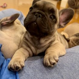 French Bulldog Puppies from Piper’s Pups