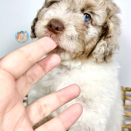 Aussiedoodle, Bernedoodle, and Goldendoodle Puppies from Dandy Doodle Ranch