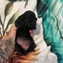 Can't Land - Black female Xoloitzcuintli puppy in Manitowoc, Wisconsin from Wonderland Kennel
