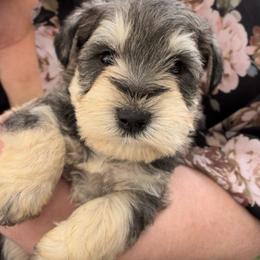 Finn - Salt and pepper male Miniature Schnauzer puppy in Hull, Georgia from Ardent Miniature Schnauzers of Athens