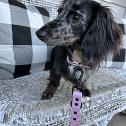 Raven Rose - Dachshund