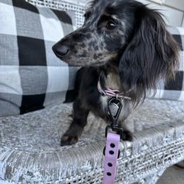 Raven Rose - Dachshund