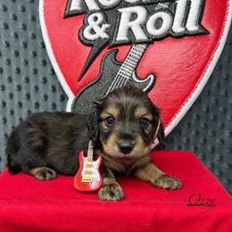 Ozzy - Cream male Dachshund puppy in Pulaski, Tennessee from Billboard Doxies