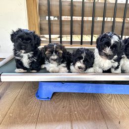 Havanese Puppies from Henry’s Havanese