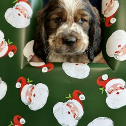 English Springer Spaniel Puppies from Willow Creek Farms