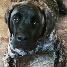 Mastiffs from Nytewind Mastiffs