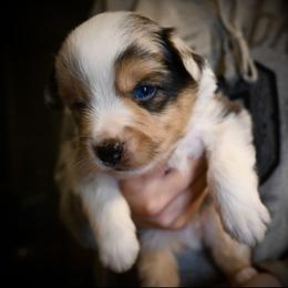 Gus - Blue merle male Miniature American Shepherd puppy in Valley Springs, California from Raindance Ranch