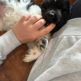 Newfoundland Puppies from Kinson Ridge Giants