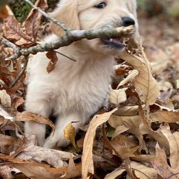 Golden Retrievers from D&J Golden Retrievers