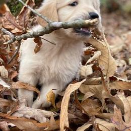 Golden Retrievers from D&J Golden Retrievers
