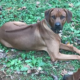 Louie - Rhodesian Ridgeback