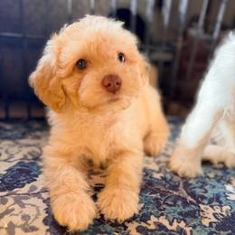Toasted Marshmallow with training - Cream male Cockapoo puppy in Boonville, North Carolina from Doods & Dolls