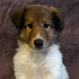 Zinnia - Sable and white Collie puppy in Callahan, Florida from Kindred Spirit Collies