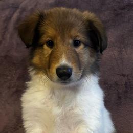 Zinnia - Sable and white Collie puppy in Callahan, Florida from Kindred Spirit Collies