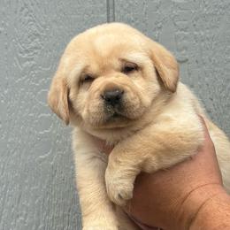 Bramble - Yellow female Labrador Retriever puppy in Clinton, New York from Skyline Hill Labradors