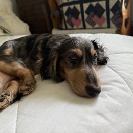 Stella - Dachshund