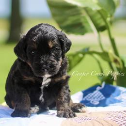 Gil - Tri-color male Bernedoodle puppy in Lowry City, Missouri from Cooper Creek Puppies