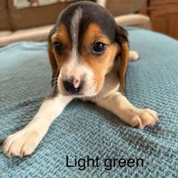 Little green - Black white and tan male Beagle puppy in Plainfield, Wisconsin from I Wanna Hunt Too