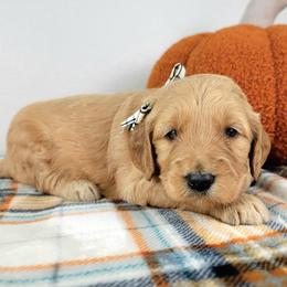 Fern - Apricot female Goldendoodle puppy in Temecula, California from Oodles O'Doodles