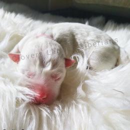 Sally Brown - Siberian Husky puppy in Dunnellon, Florida from Clover's Legacy Siberians