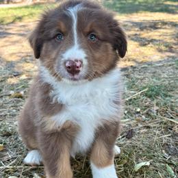 Ruby - Red tri-color female Australian Shepherd puppy in Preston, Idaho from KC Bar Ranch Aussies