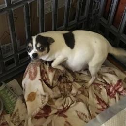 Chihuahua Puppies from Chilove Chihuahuas