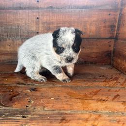 Boy 2 - Blue speckled male Australian Cattle Dog puppy in Mooresboro, North Carolina from Grog Creek Kennel