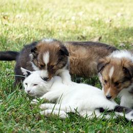Pomsky, Shetland Sheepdog, and Toy Shetland Sheepdog Puppies from Mountain High Kennels