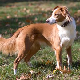 English Shepherds from Quixotic Shepherds