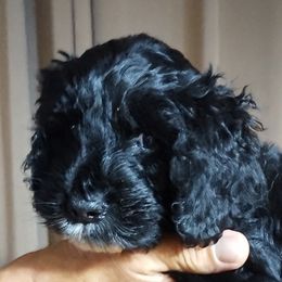 Bernedoodle Puppies from Doodles Divine Michigan