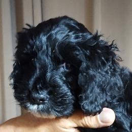 Bernedoodle Puppies from Doodles Divine Michigan
