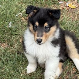 Puppy 3 - Black white and tan male Collie puppy in Roaring Brook Twp, Pennsylvania from Denby Berger Picards and Collies
