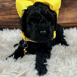 Janice - Black female Cockapoo puppy in Lancaster, Missouri from Cavapoo Acres