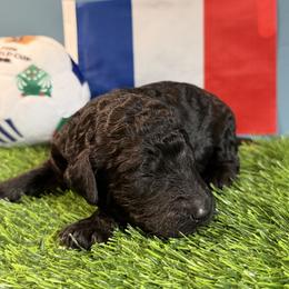 Henry - Black male Goldendoodle puppy in Auburn, Indiana from Cooper’s Doodles