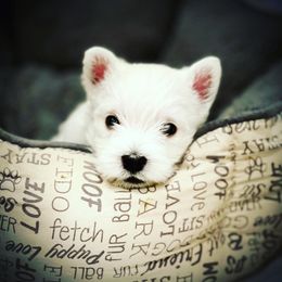 West Highland White Terrier Puppies from Elvador West Highland White Terriers