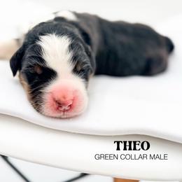 THEO - Tri-color male Bernedoodle puppy in Tipton, Indiana from Country Creek Doodles