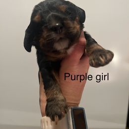 Purple girl - Black white and tan female Cocker Spaniel puppy in Justin, Texas from Flud Farm Cocker Spaniels
