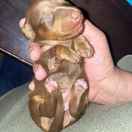 Dachshund Puppies from Doxie Dapples